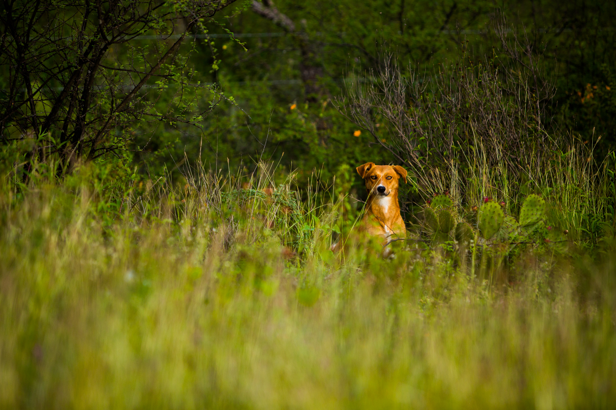 A foxy dog