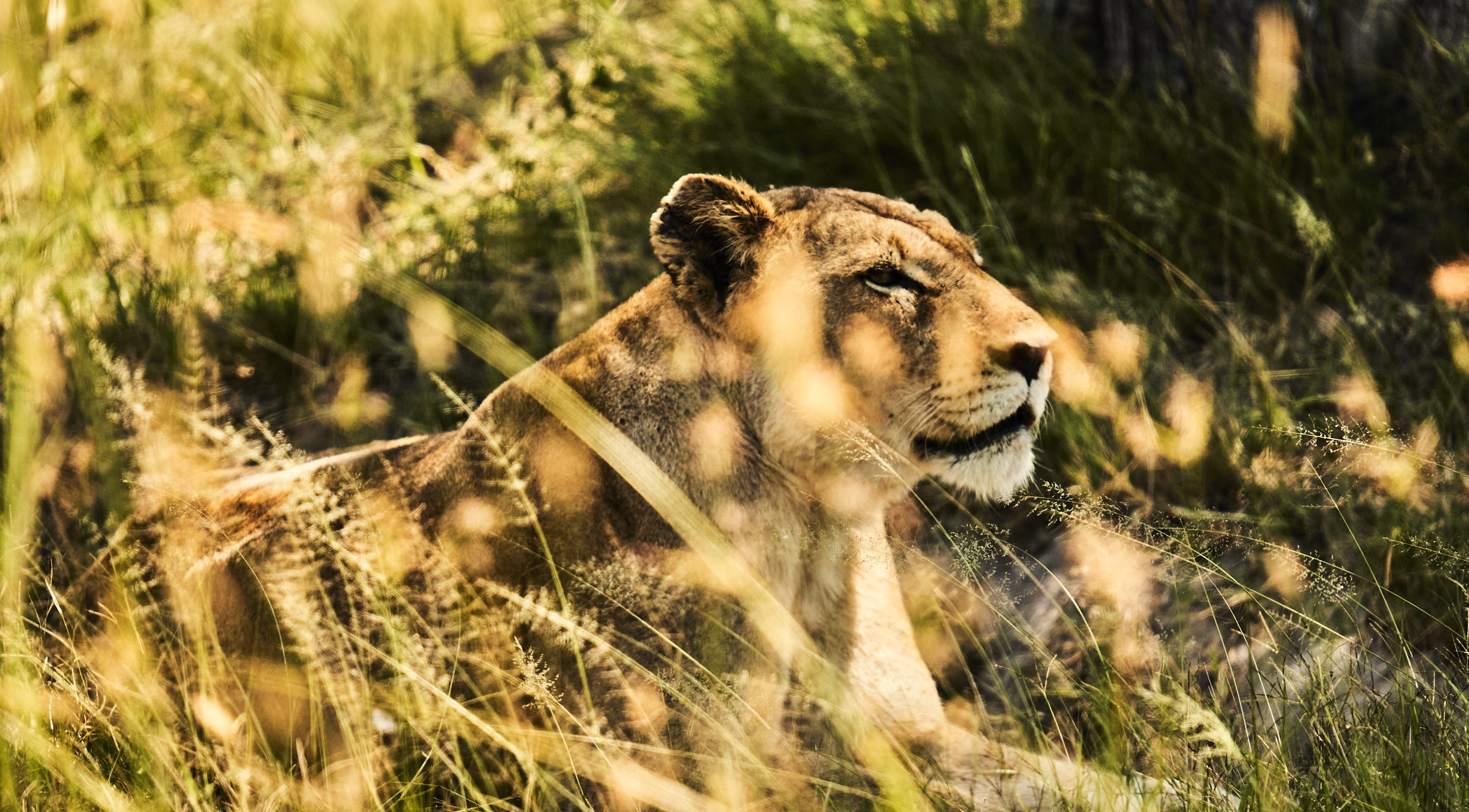 Safari fotográfico en el sur de áfrica, una guía de la vida salvaje
