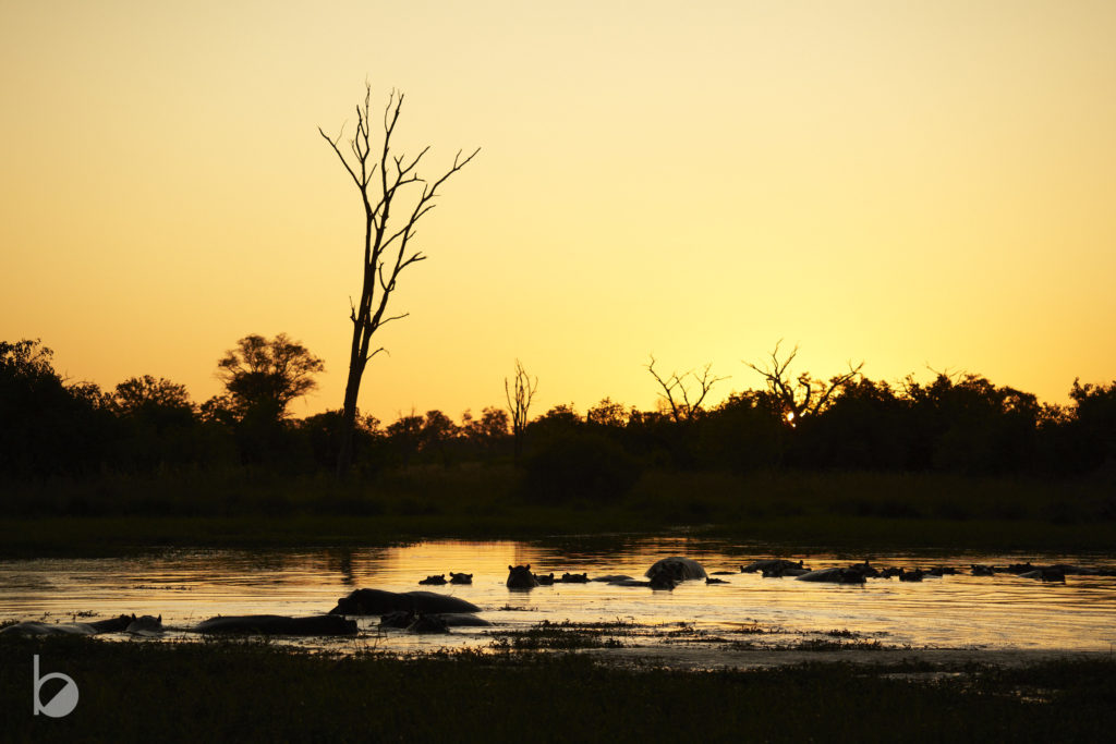 Hipopótamos en su charca en el Okavango.